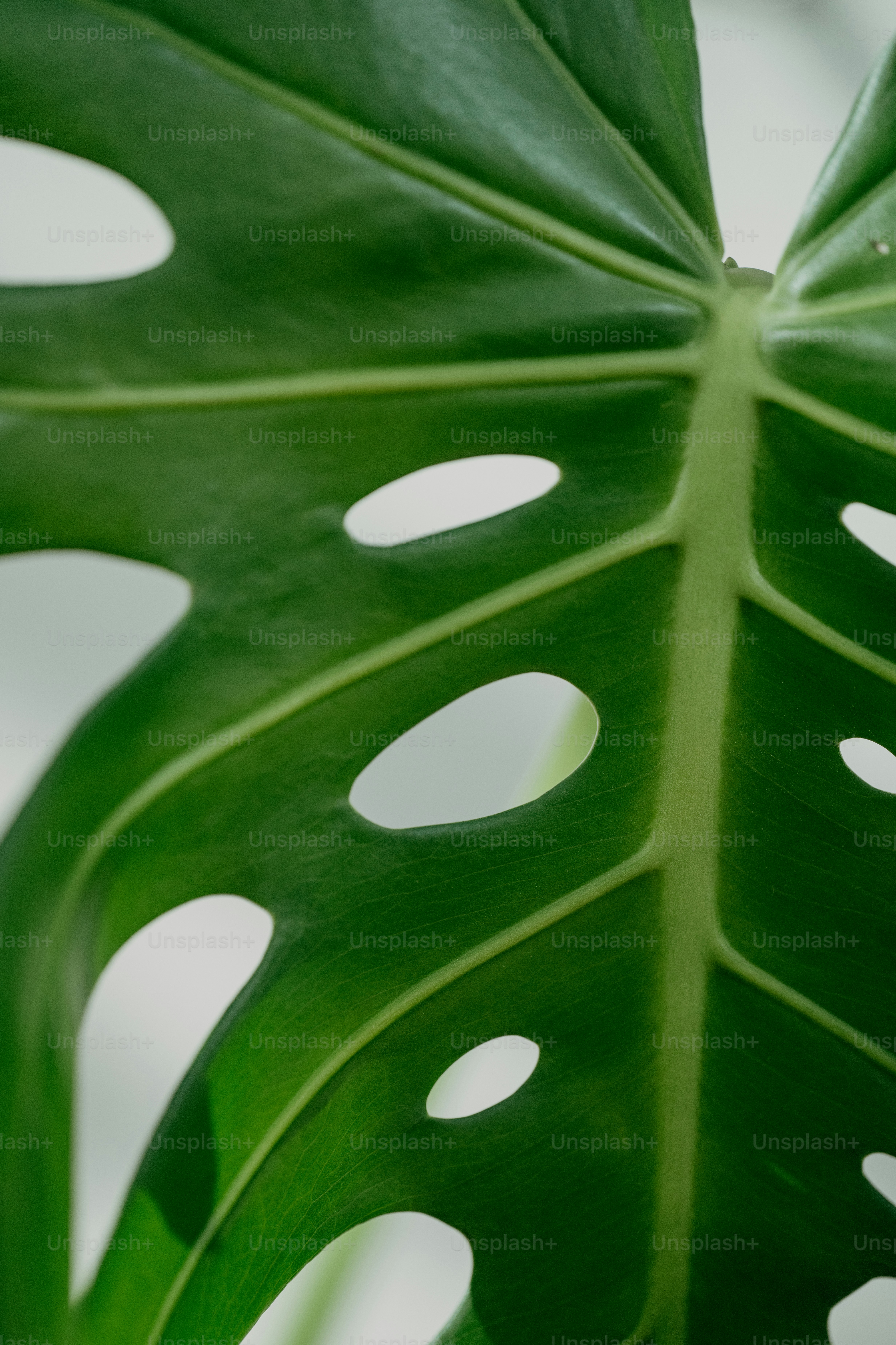 A large green leaf with holes in it photo Greenery Image on Unsplash