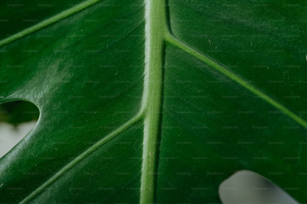 a close up of a large green leaf