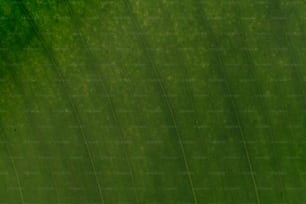 a close up view of a green leaf