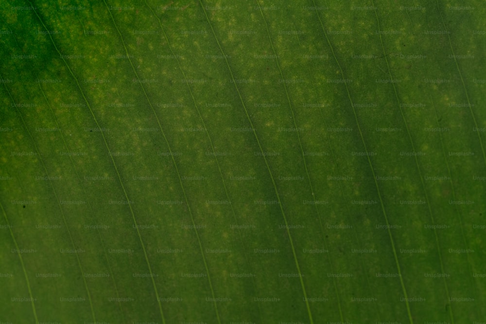 a close up view of a green leaf