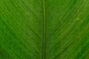 a close up of a large green leaf