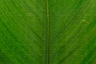 un gros plan d’une grande feuille verte