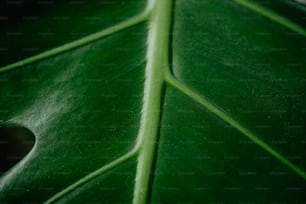 a close up of a large green leaf