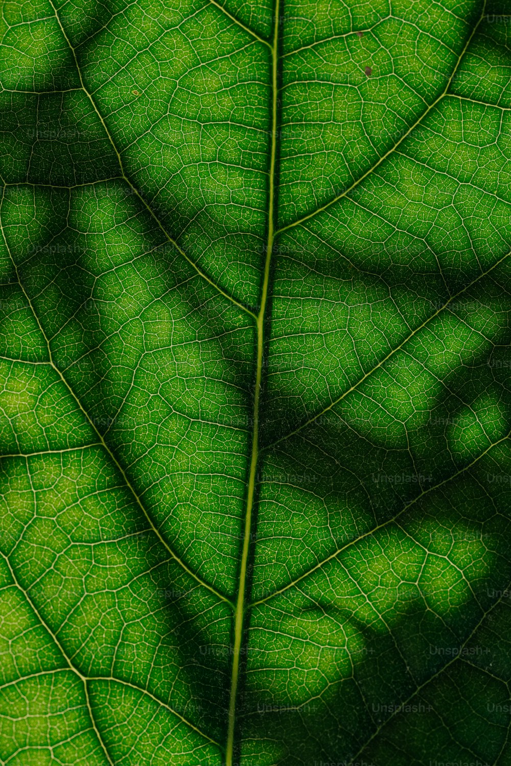 Der Schatten eines Blattes auf einem grünen Blatt