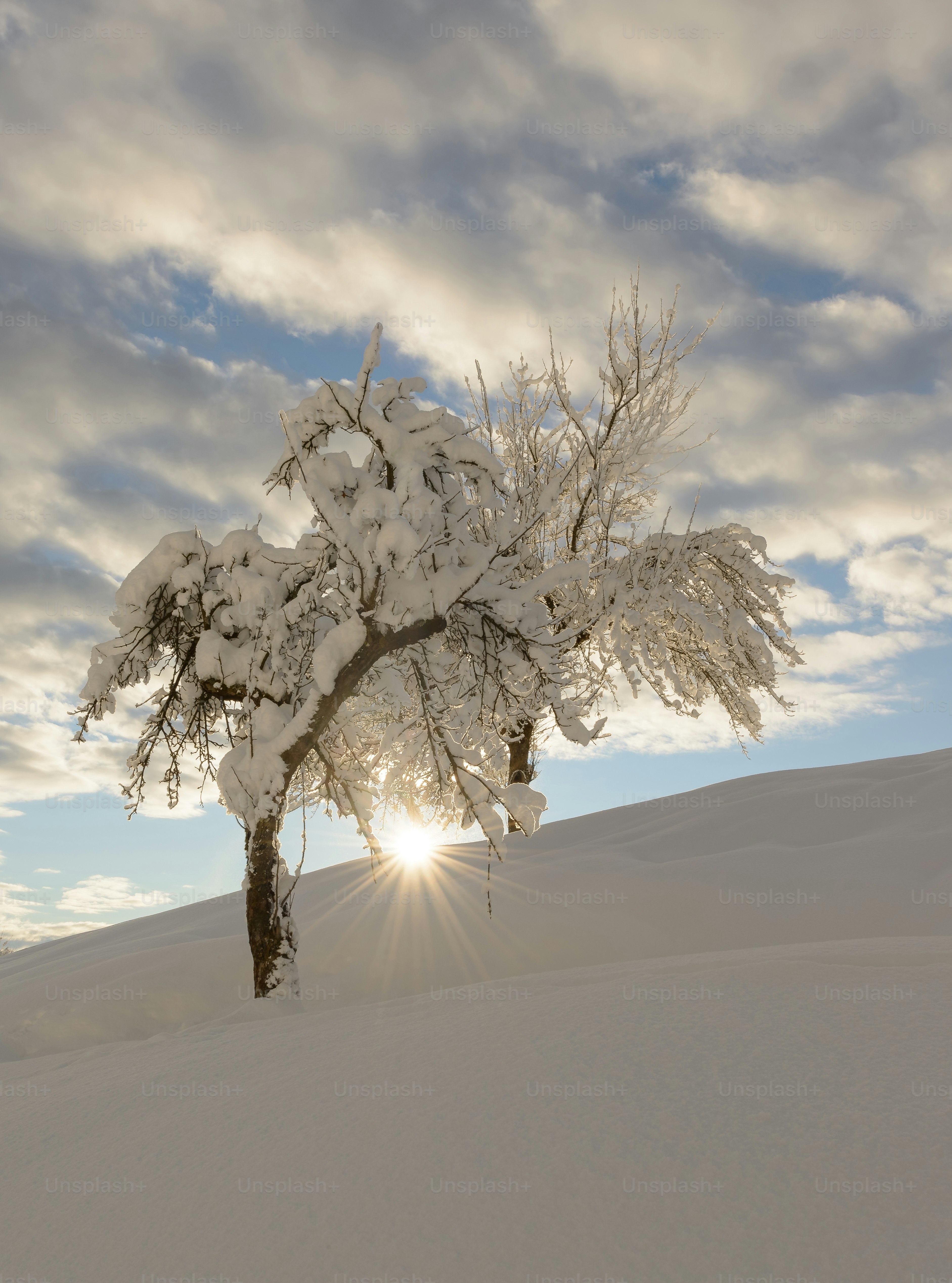 ein schneebedeckter Baum inmitten eines verschneiten Feldes