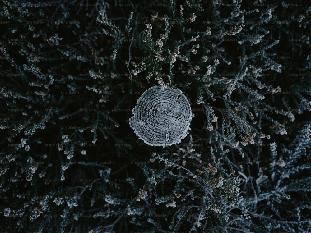 a frosted pine tree is seen from above