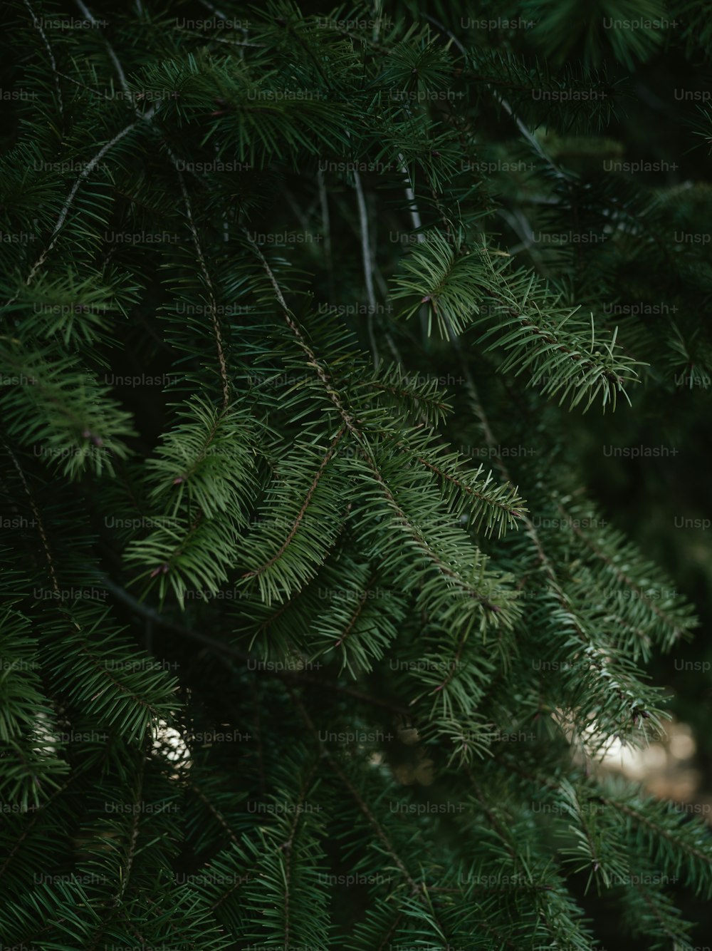 a close up of a pine tree branch