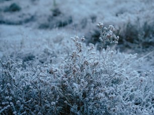a small bush covered in snow next to a field