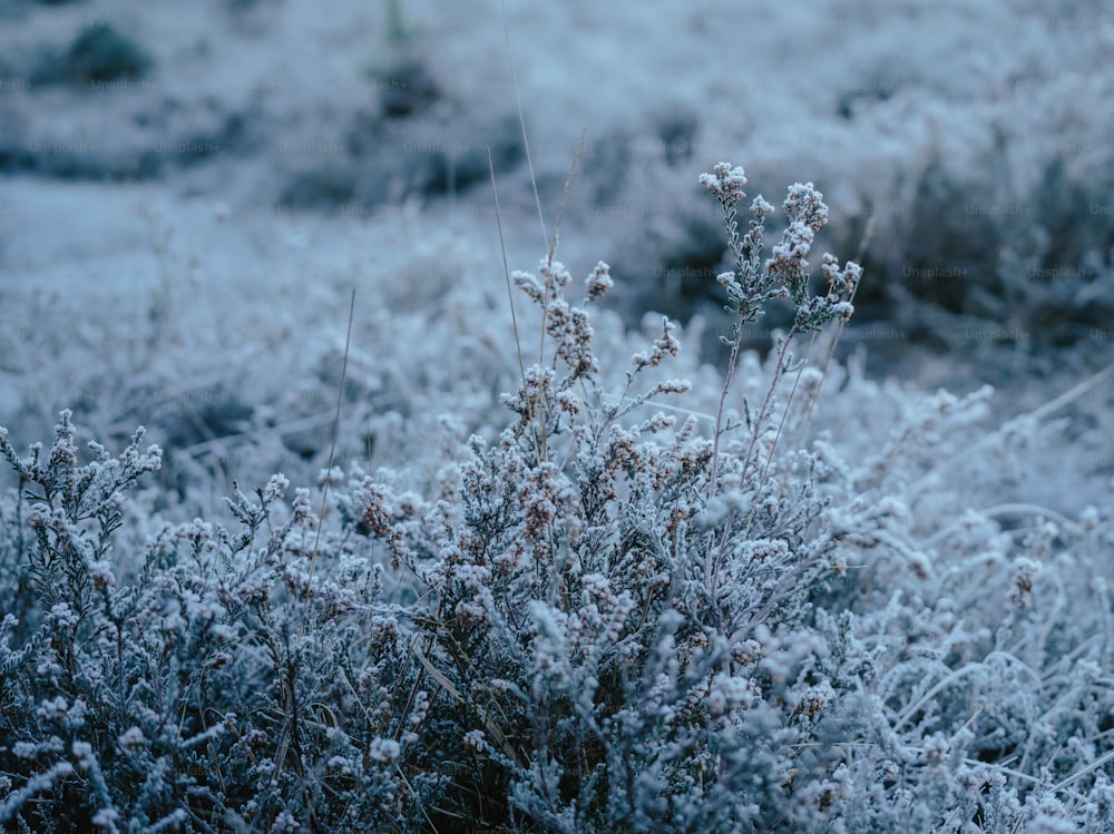 a small bush covered in snow next to a field
