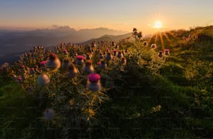 the sun is setting over a field of wildflowers