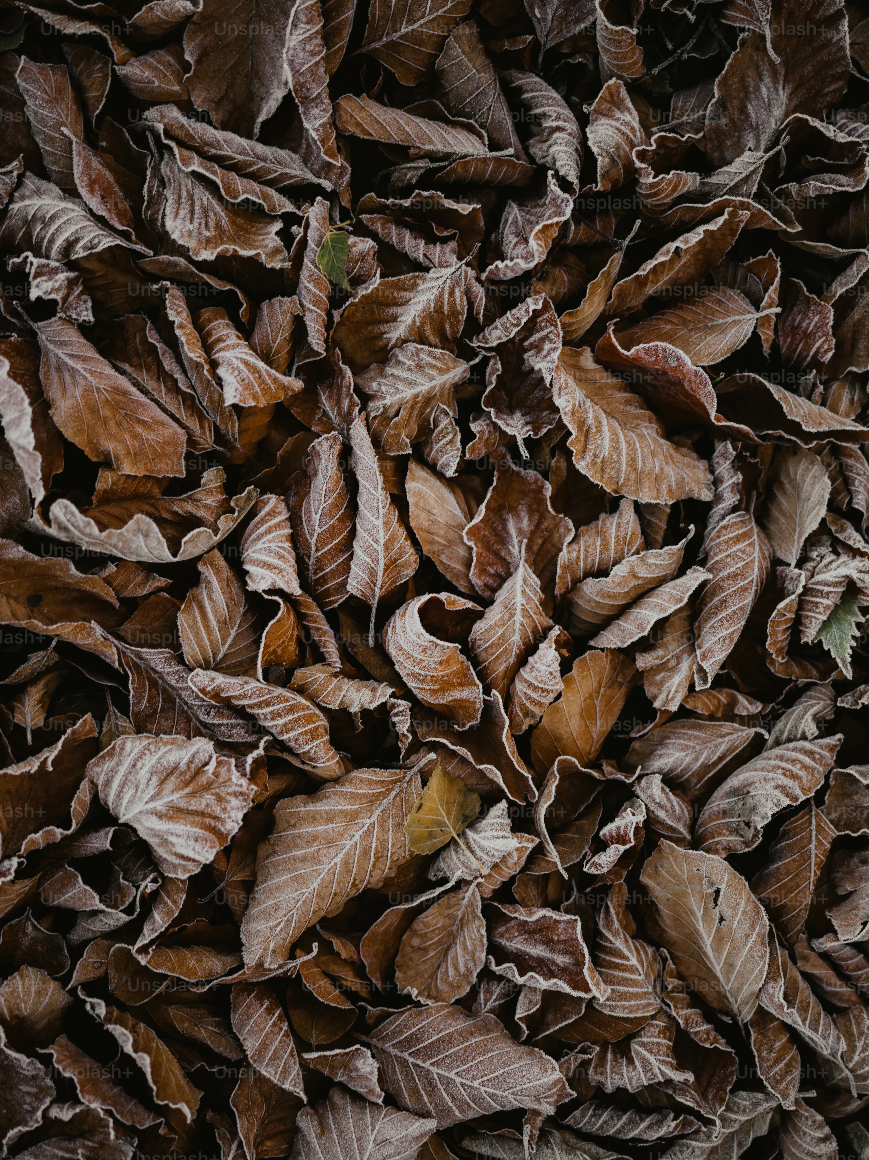 tobacco leaf wallpaper 1080P, 2K, 4K, 5K HD wallpapers free download Carrier material is a high Tobacco Leaf Photos, Download The