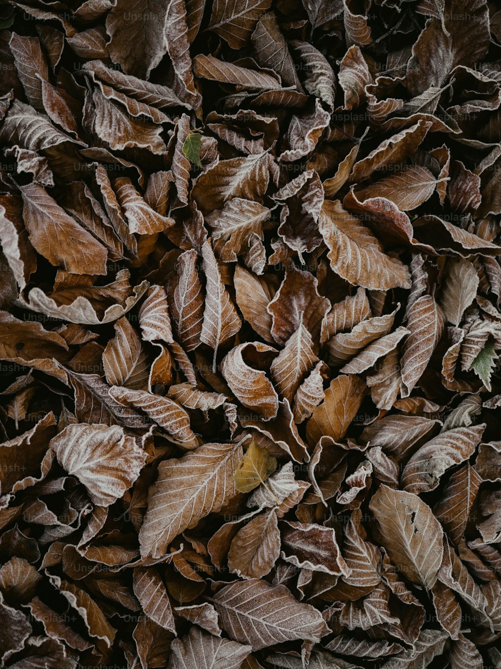 un manojo de hojas que yacen en el suelo