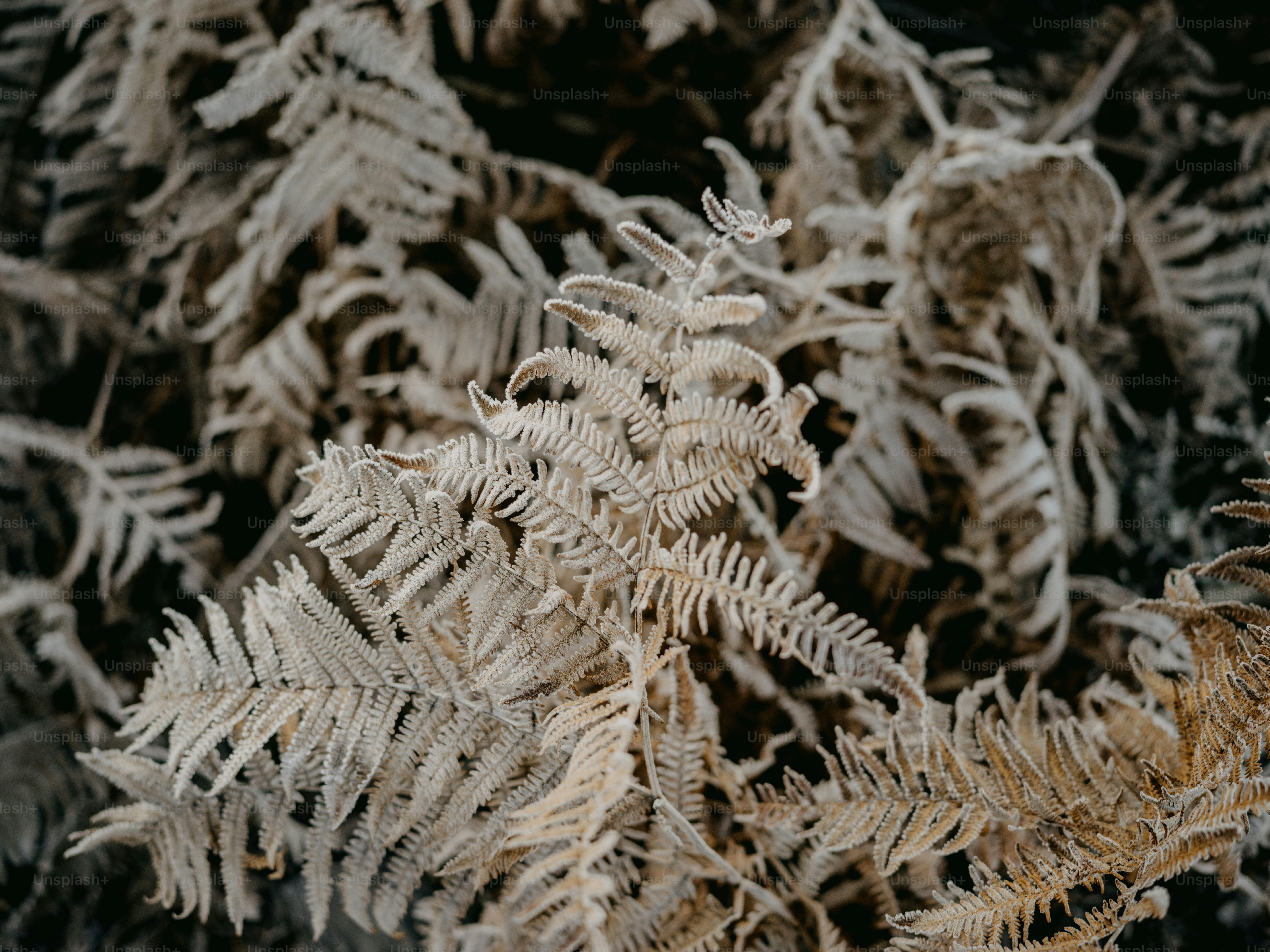 a close up of a plant with frost on it