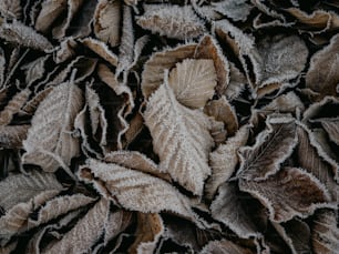 gros plan d’un bouquet de feuilles couvertes de givre