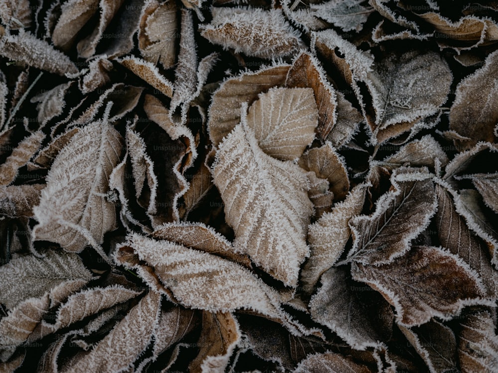 Un primer plano de un manojo de hojas cubiertas de escarcha