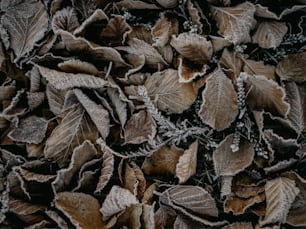 a pile of leaves covered in frost