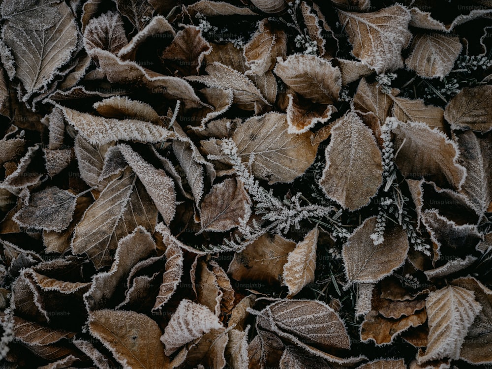 a pile of leaves covered in frost