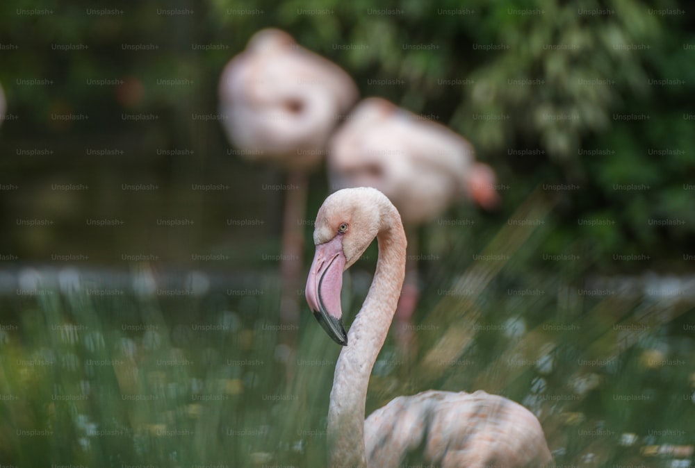 Eine Gruppe Flamingos steht nebeneinander
