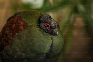 Nahaufnahme eines grünen Vogels mit roten Augen
