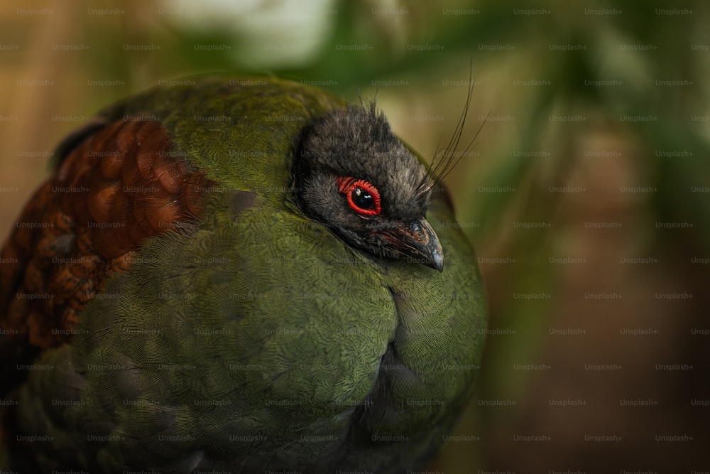 a close up of a green bird with red eyes