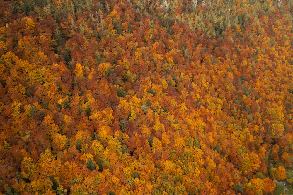 uma vista aérea de uma floresta cheia de muitas árvores