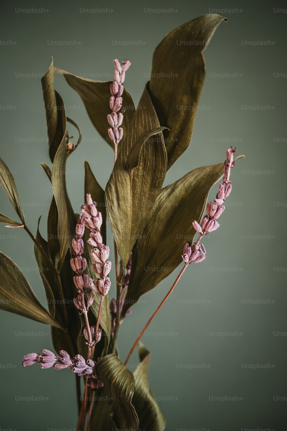 a close up of a plant with pink flowers