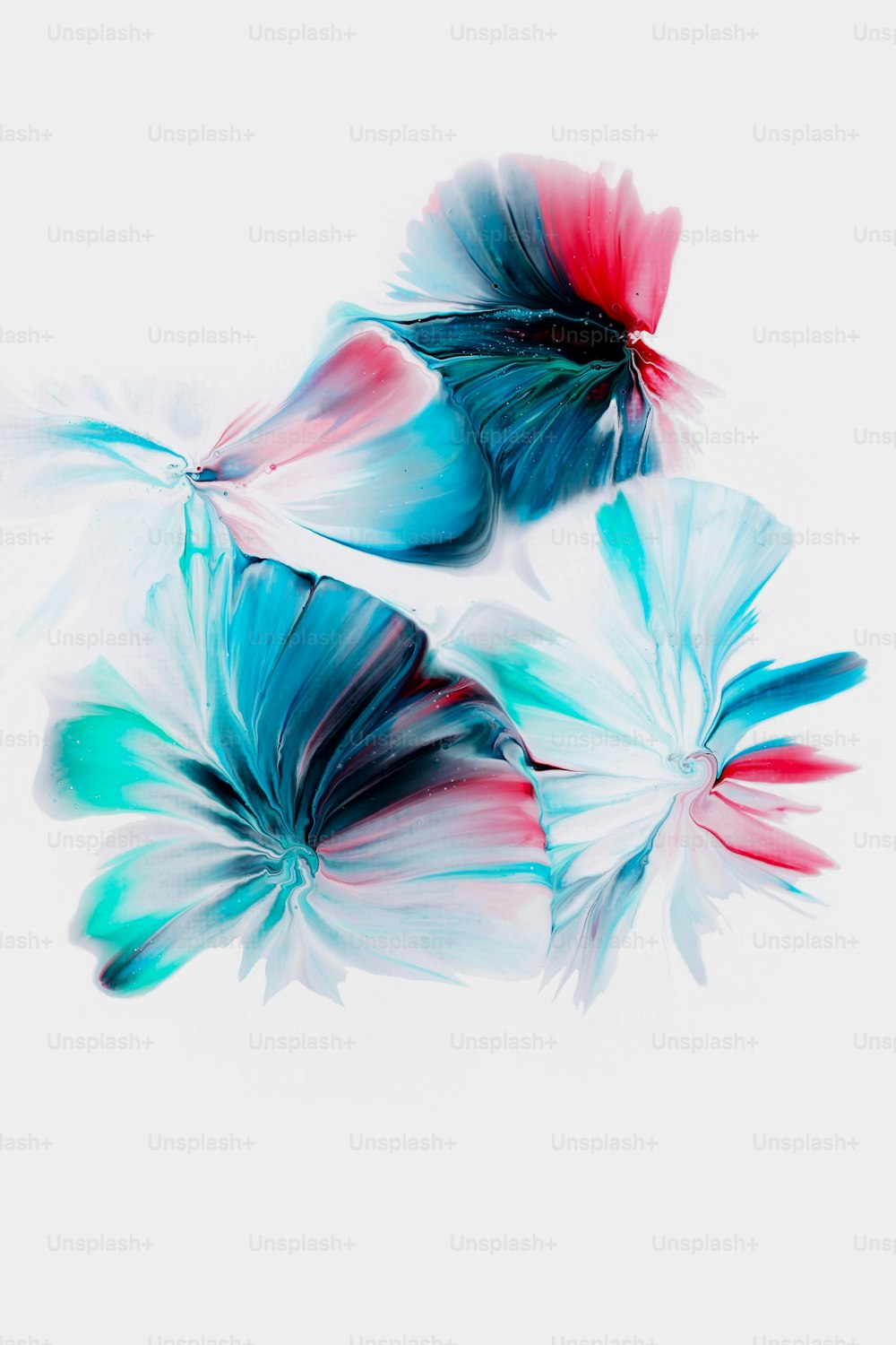 a close up of three colorful flowers on a white background