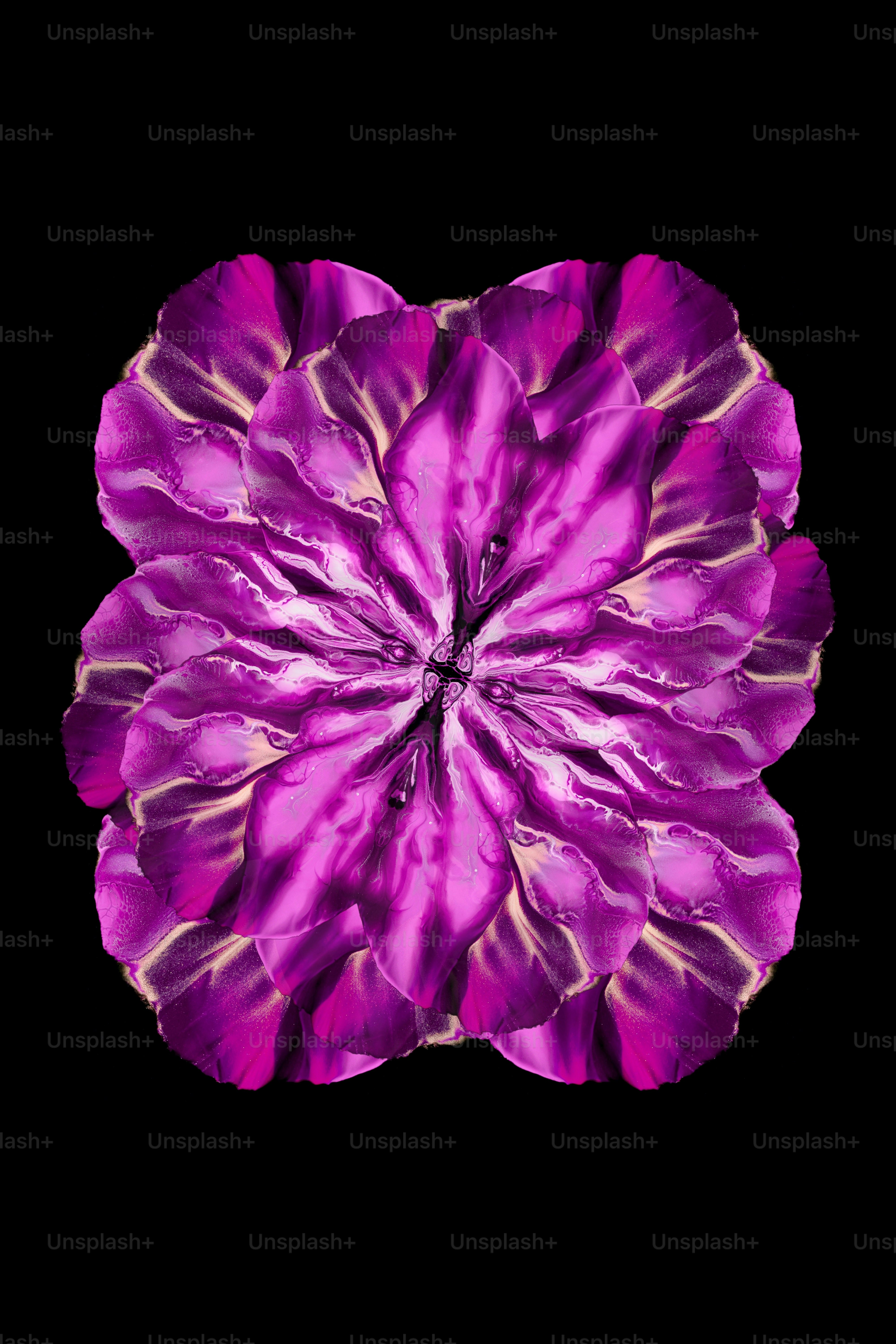 uma flor roxa com um fundo preto