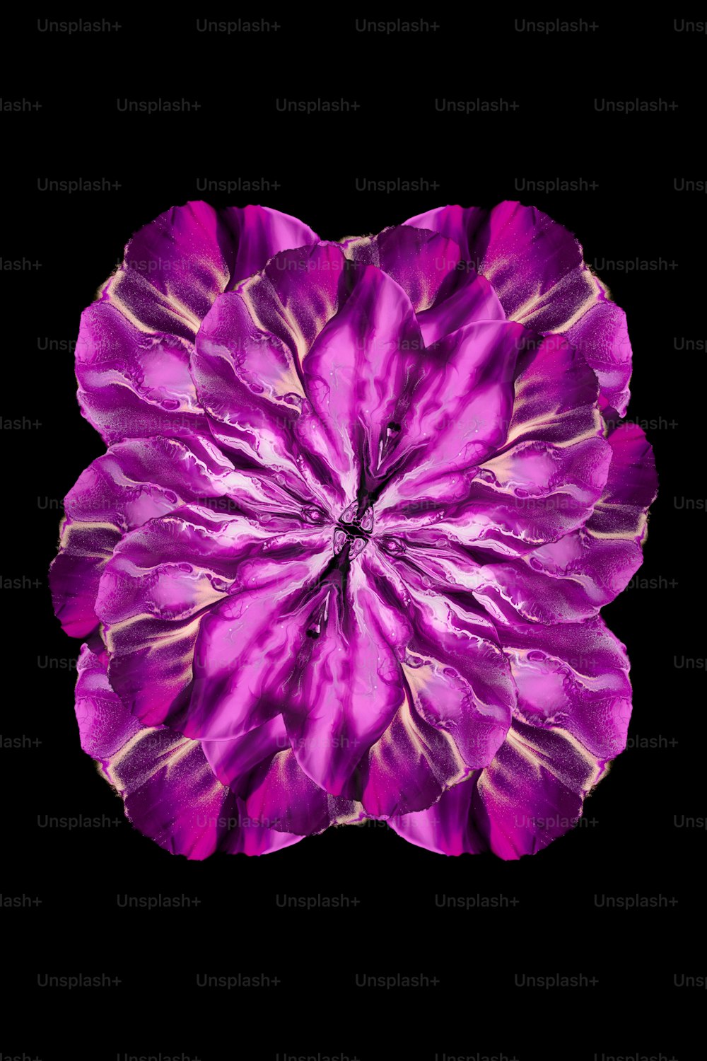 une fleur violette avec un fond noir