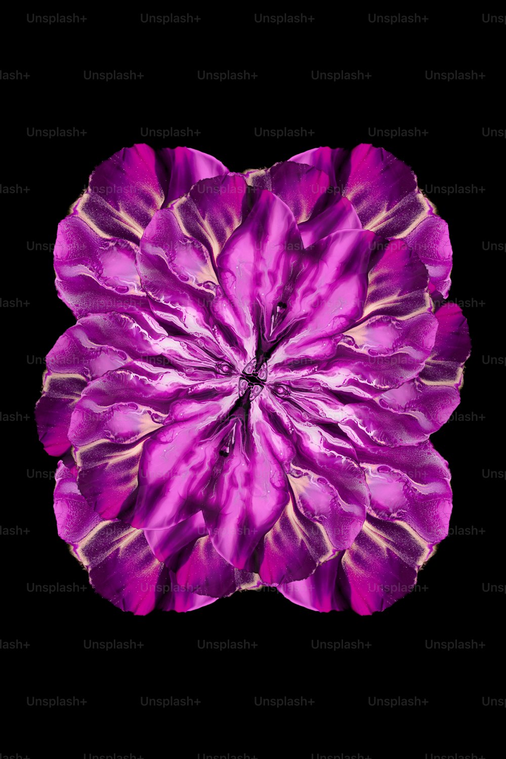 a purple flower with a black background