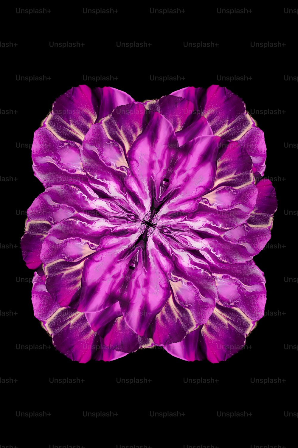 una flor púrpura con un fondo negro