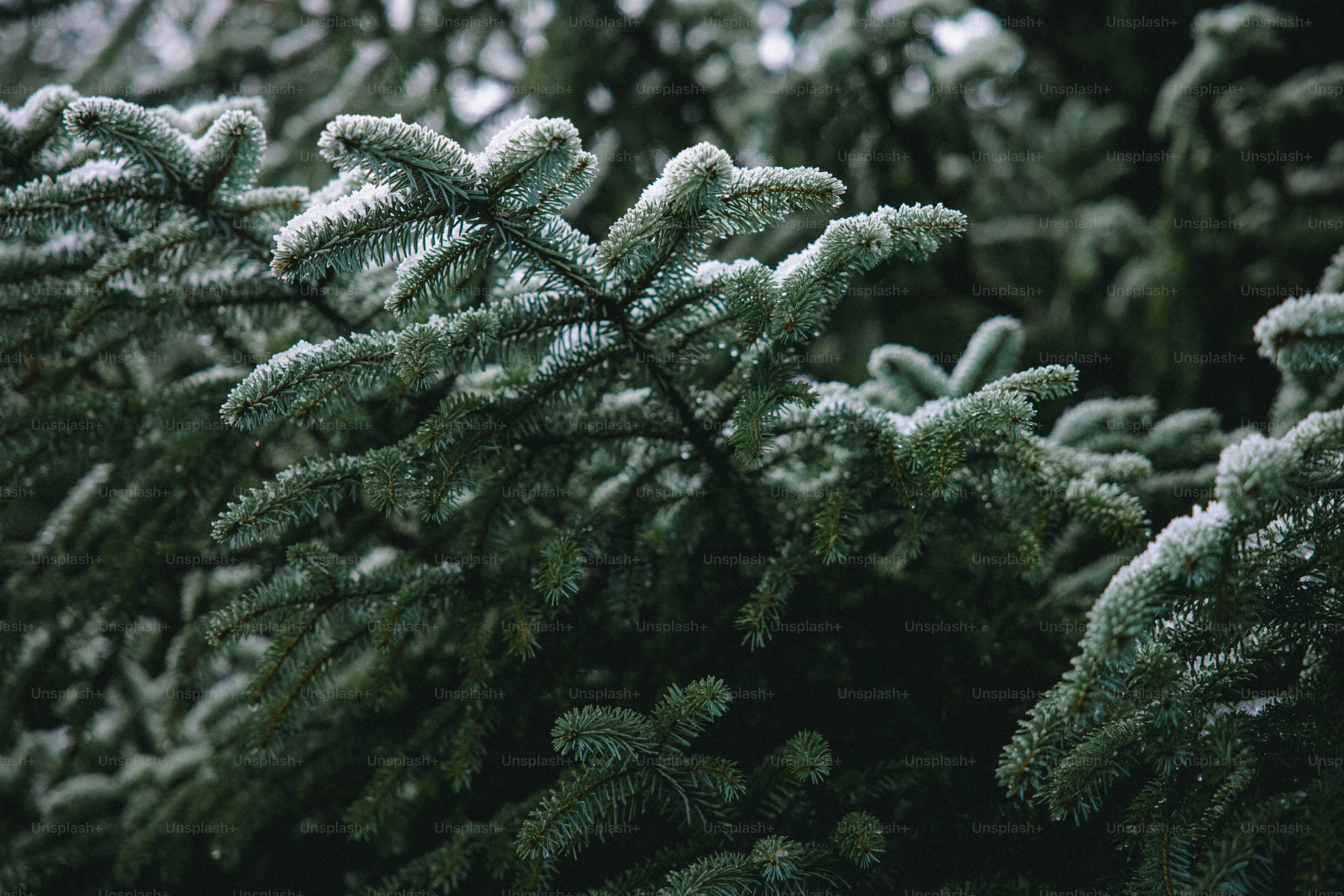 a close up of a pine tree with snow on it