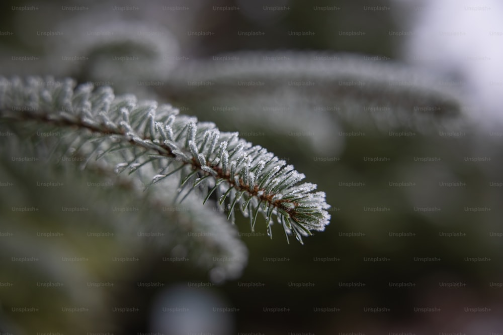 a close up of a pine tree branch