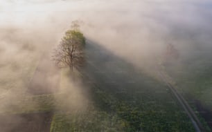 a foggy field with a lone tree in the foreground