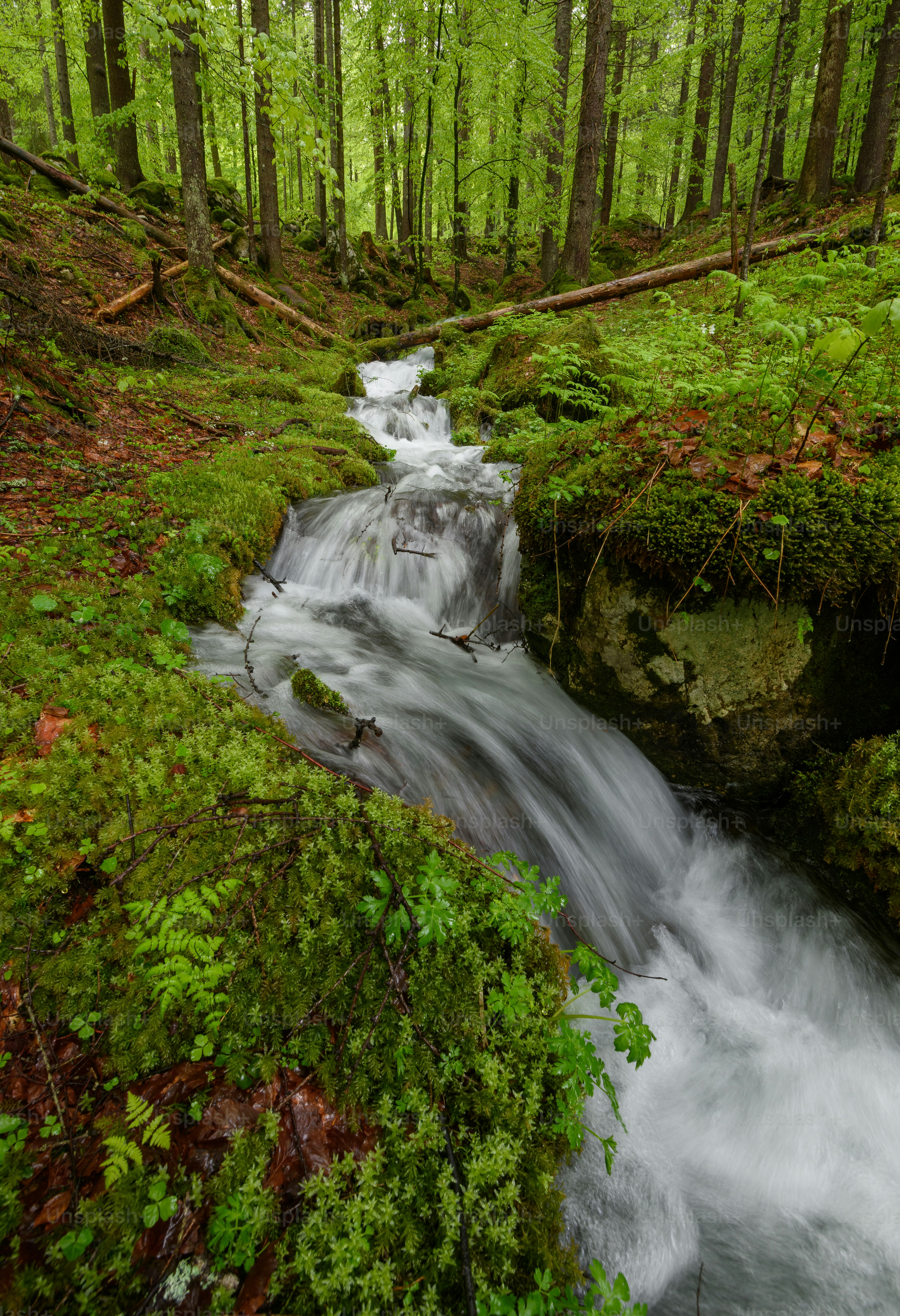 Ein Bach, der durch einen üppigen grünen Wald fließt