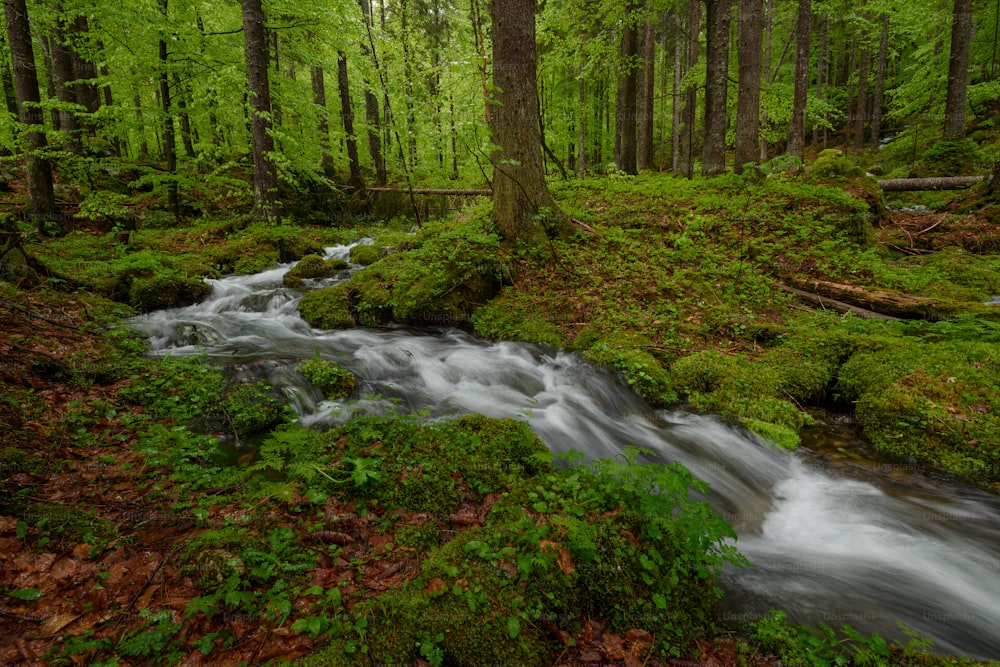 a stream running through a lush green forest