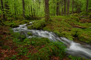 a stream running through a lush green forest