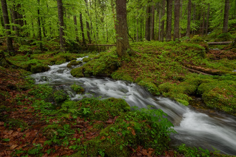 Ein Bach, der durch einen üppigen grünen Wald fließt