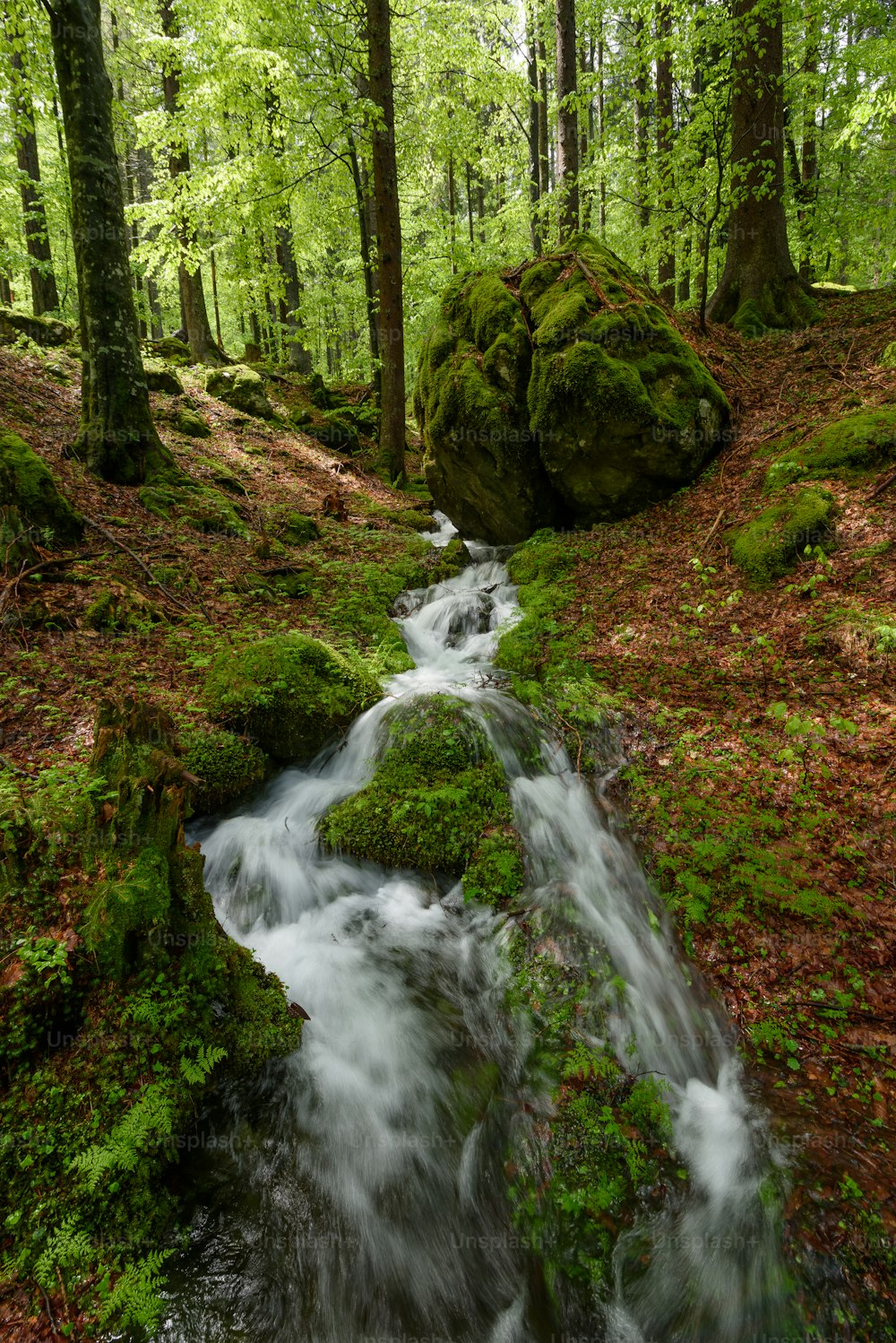 Un ruscello che attraversa una lussureggiante foresta verde