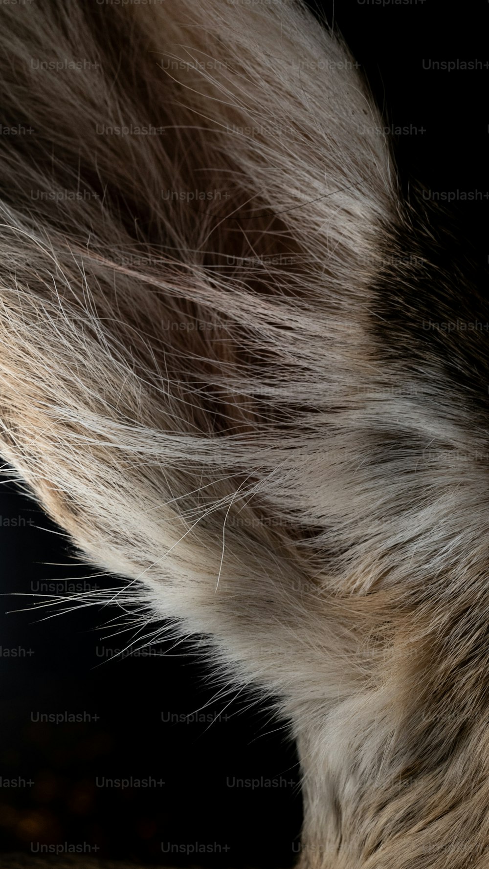 a close up of a furry animal's tail