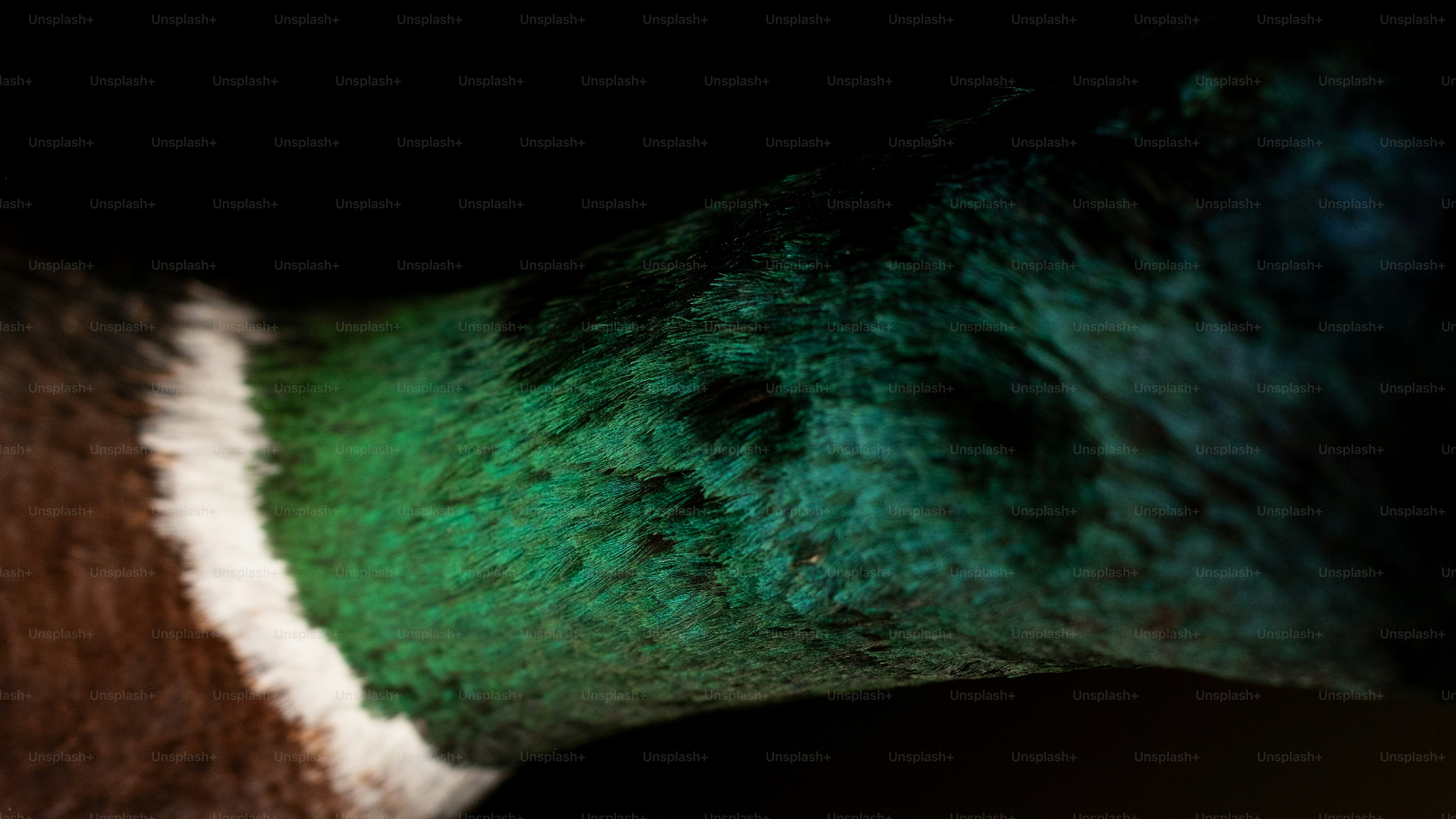 Un primo piano della criniera verde e bianca di un cavallo