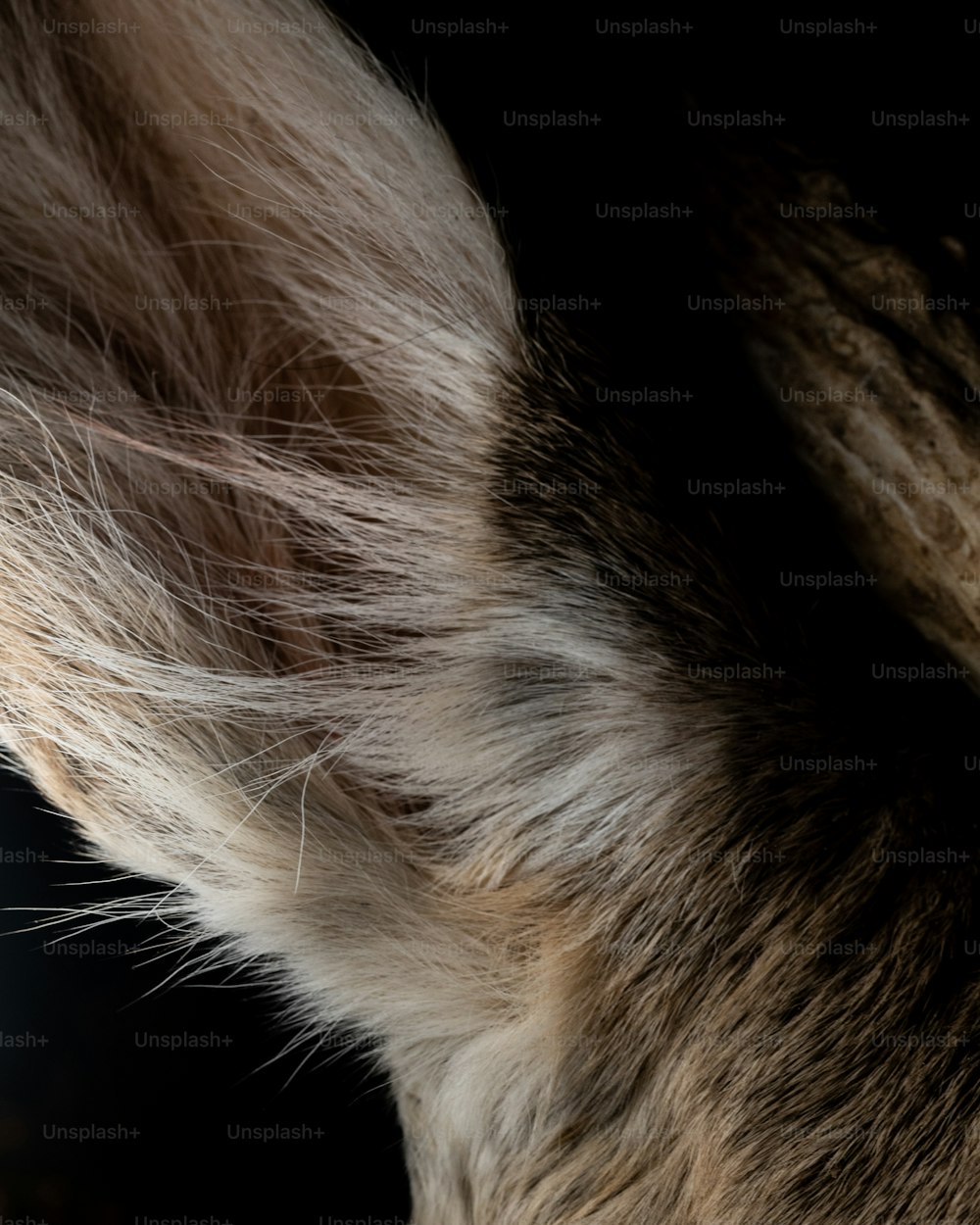 un gros plan de la patte d’un chat avec un arrière-plan flou