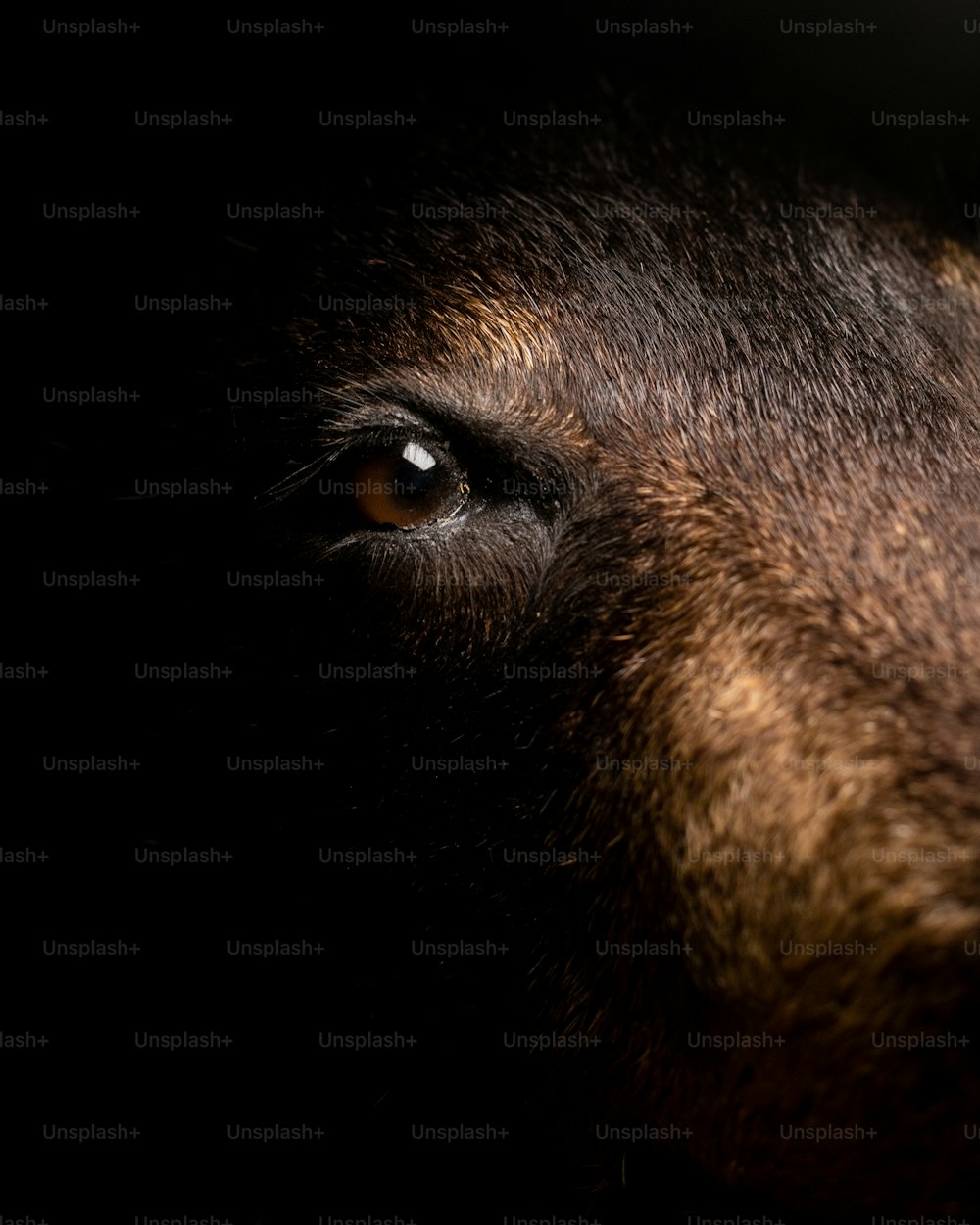 um close up do rosto de um cão no escuro