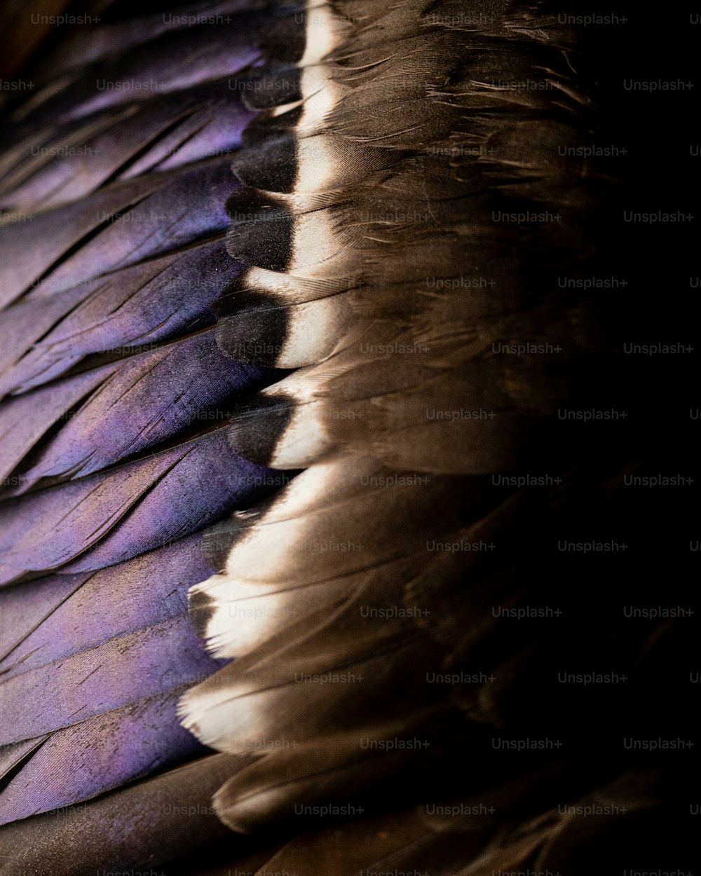 the feathers of a bird are purple and white