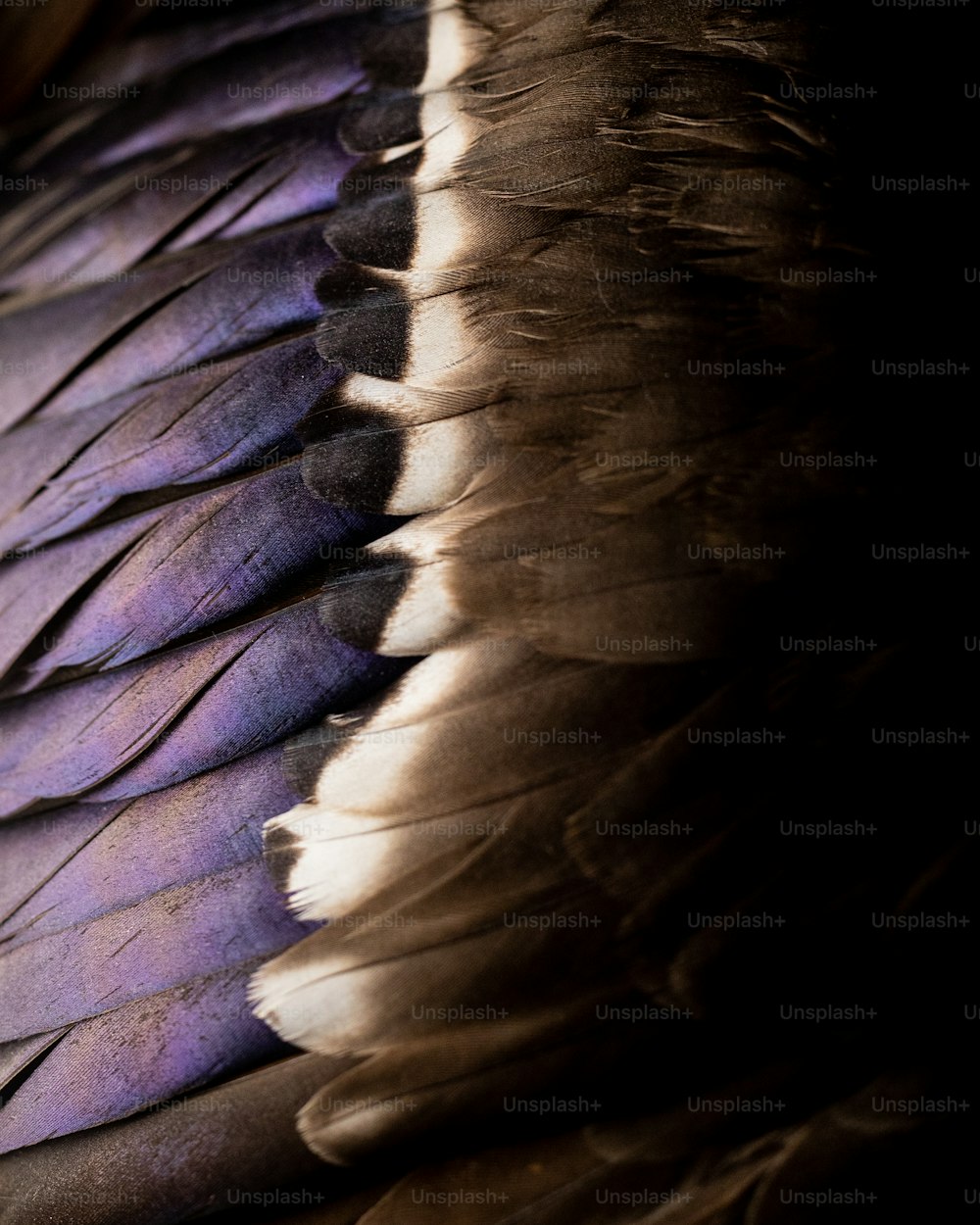 the feathers of a bird are purple and white