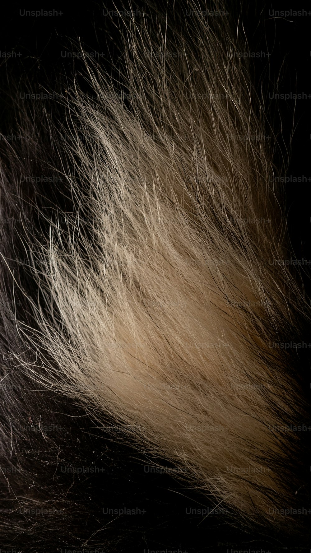 a close up of a black and white animal fur