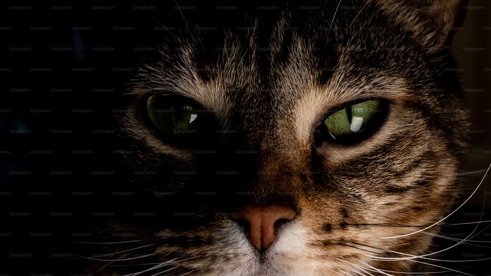 um close up de um gato com olhos verdes