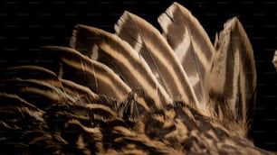 um close up das penas de um pássaro em um fundo preto