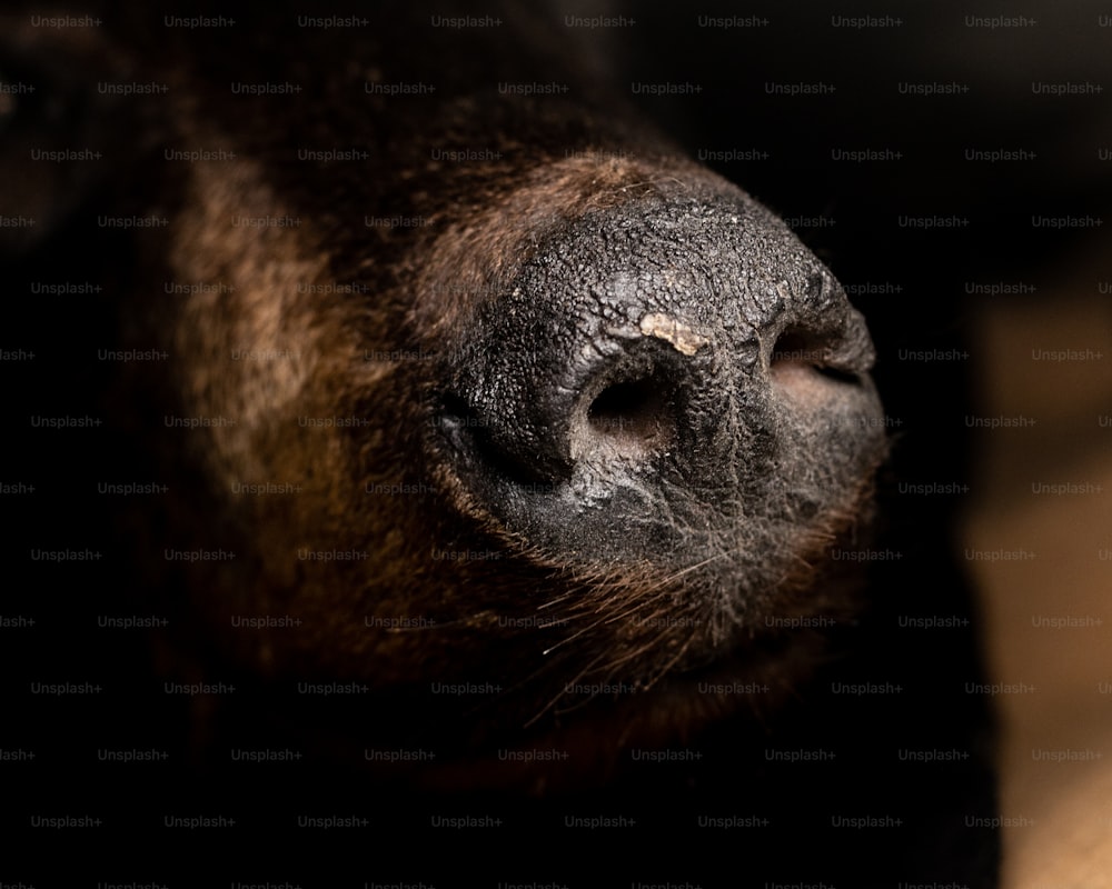 a close up of a dog's nose and nose