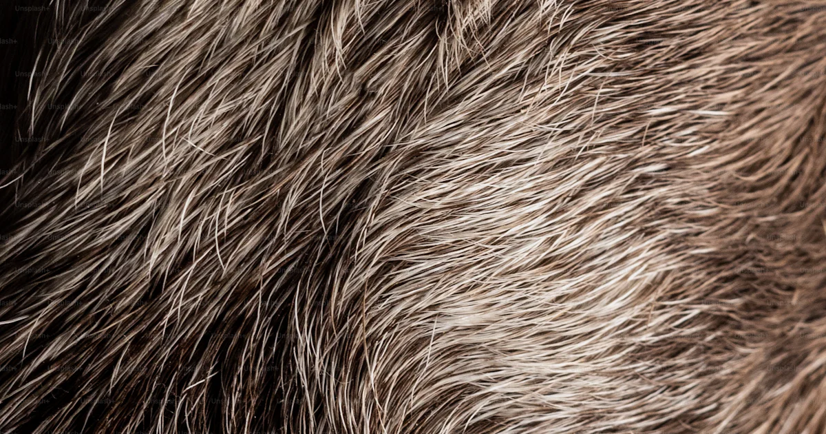 A close up of a furry animal's fur photo – Texture Image on Unsplash